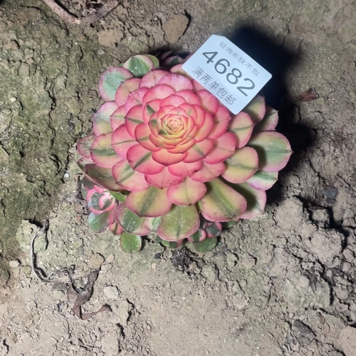 4682荔枝多肉的人多