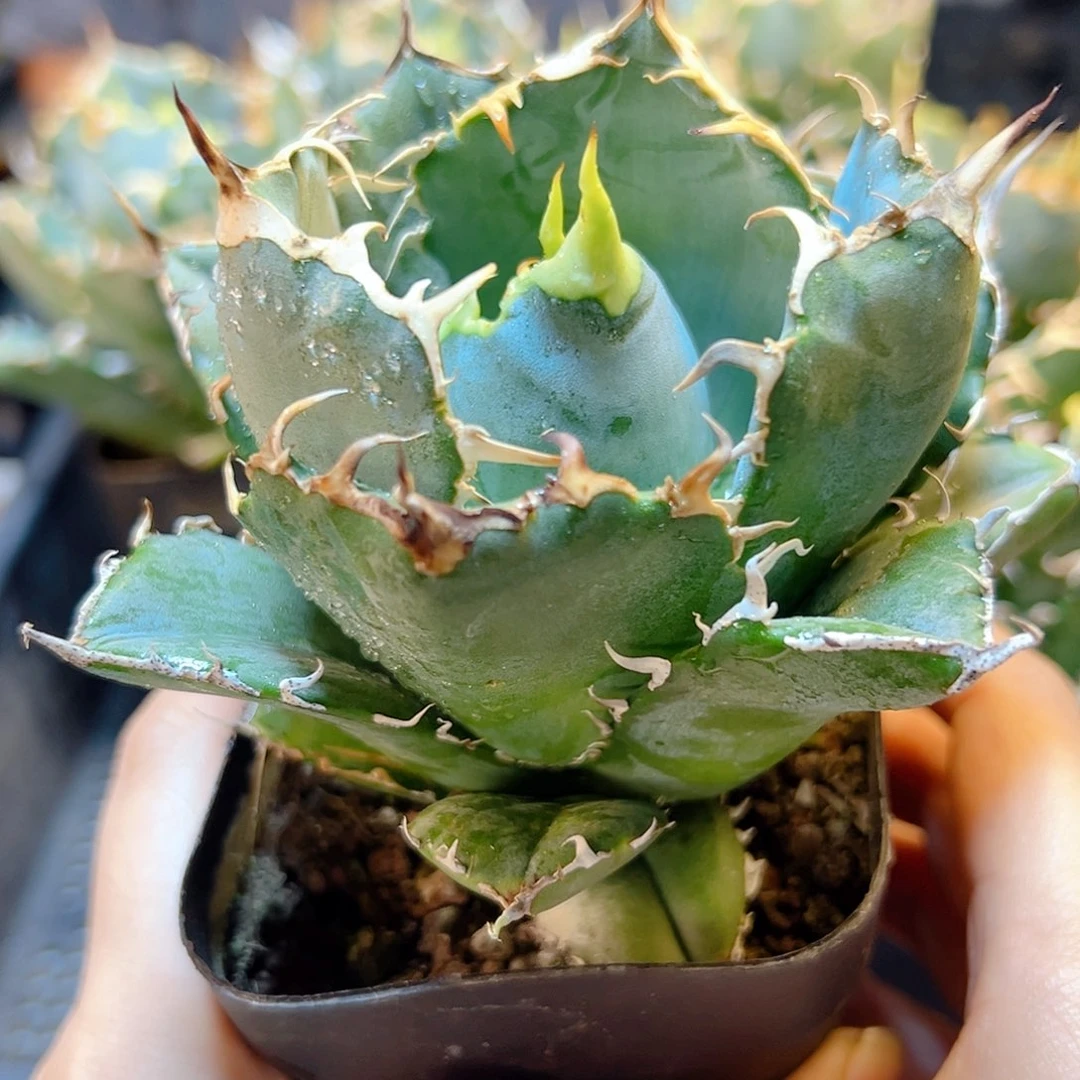 白鲸9.5公分脱土1颗