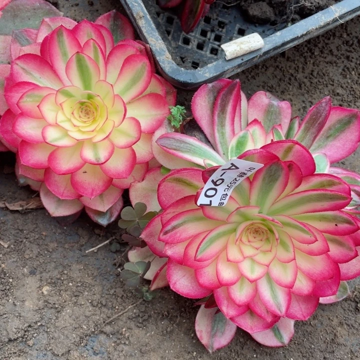 胡****）901荔枝2颗duorou12345679