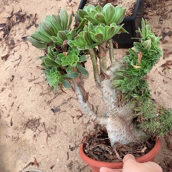碧螺春缀化脱土不带盆