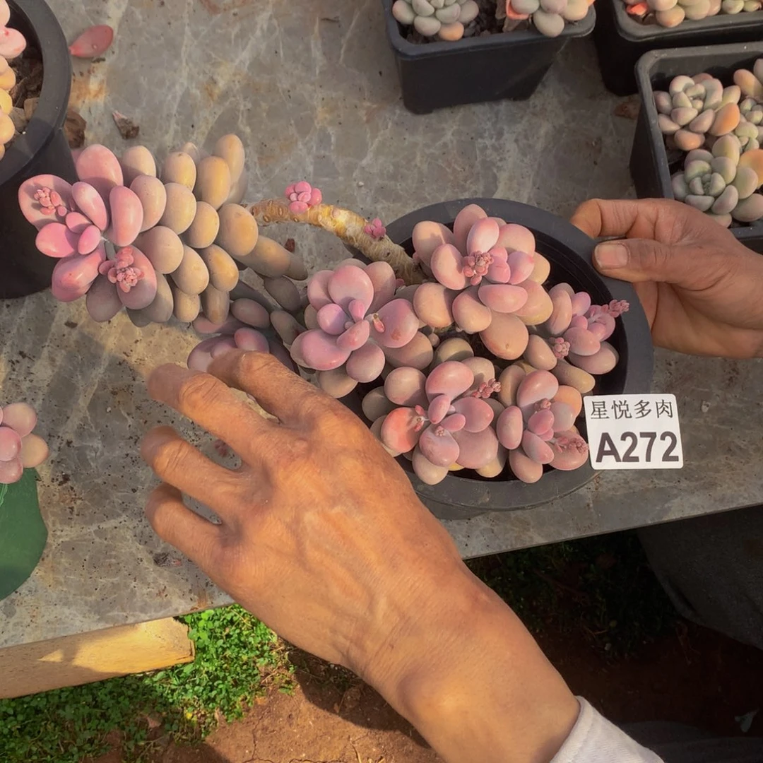 不****你星悦多肉   A272