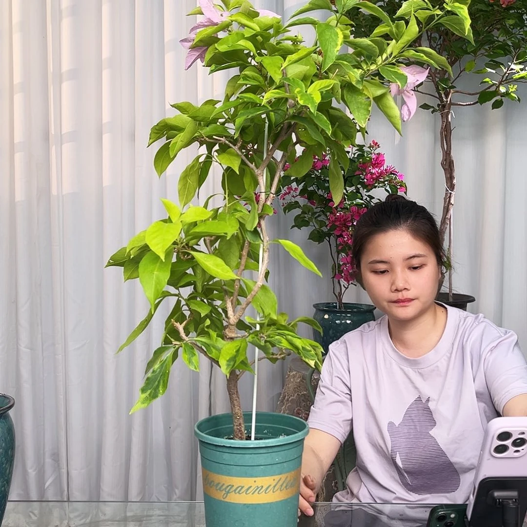 当前无花栽培后可以开花金边新粉带竹一颗