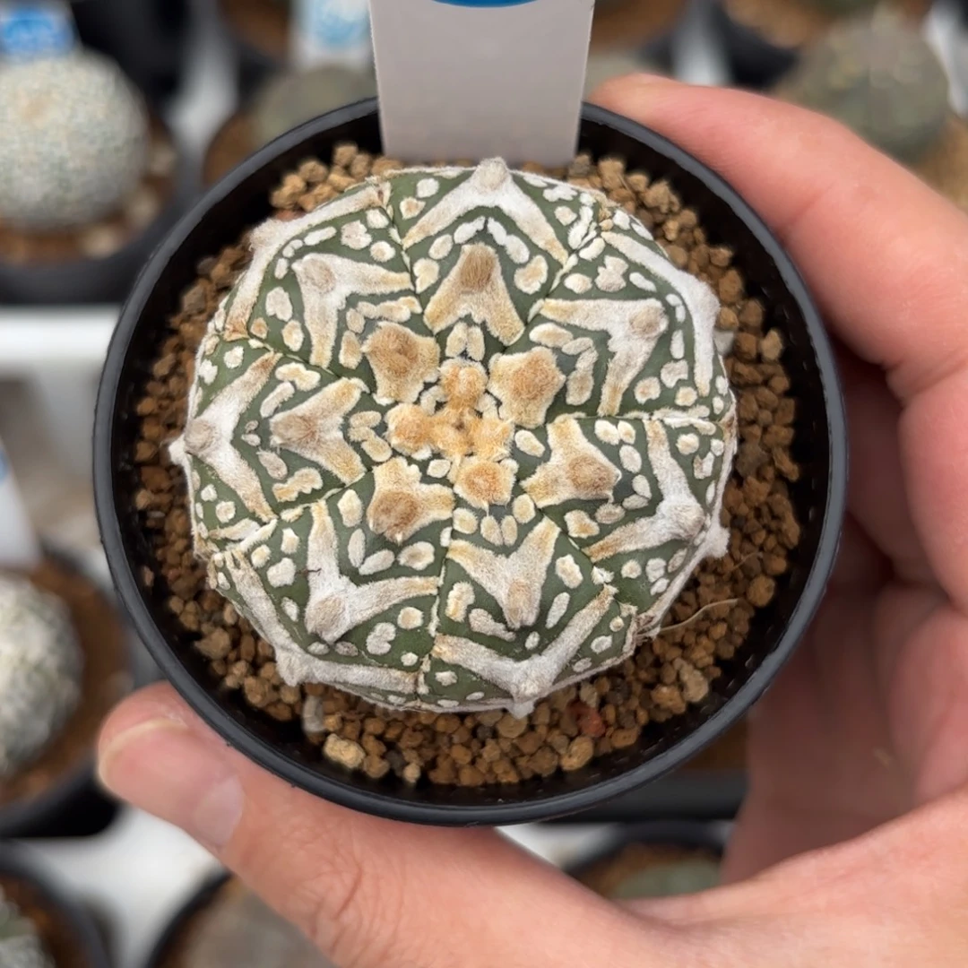 210实生V字兜带盆带土