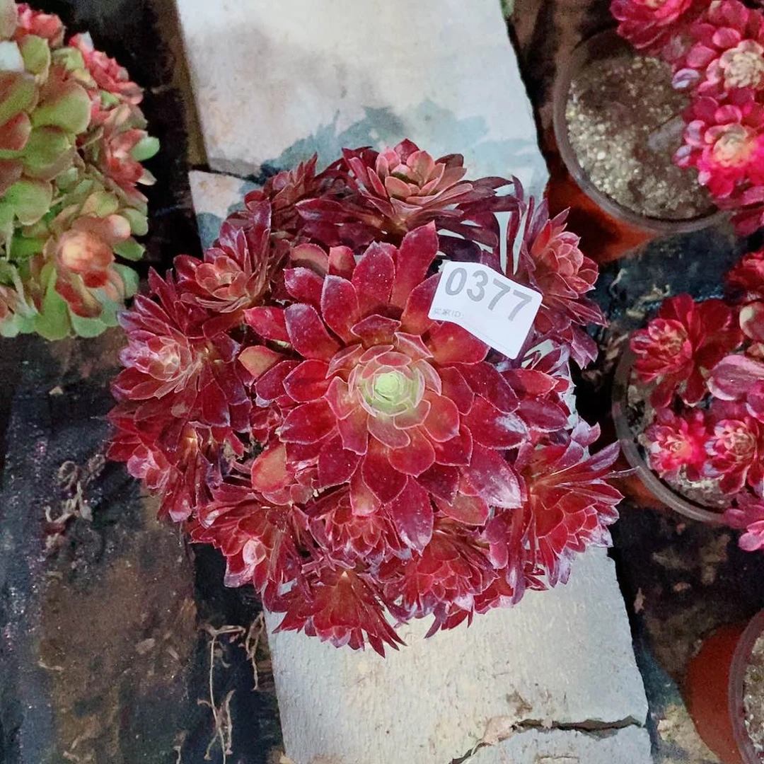 回***变糖果安娜377多肉1111