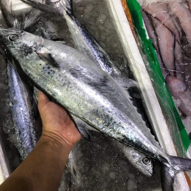 S汕尾本港野生蓝点白腹马鲛鱼