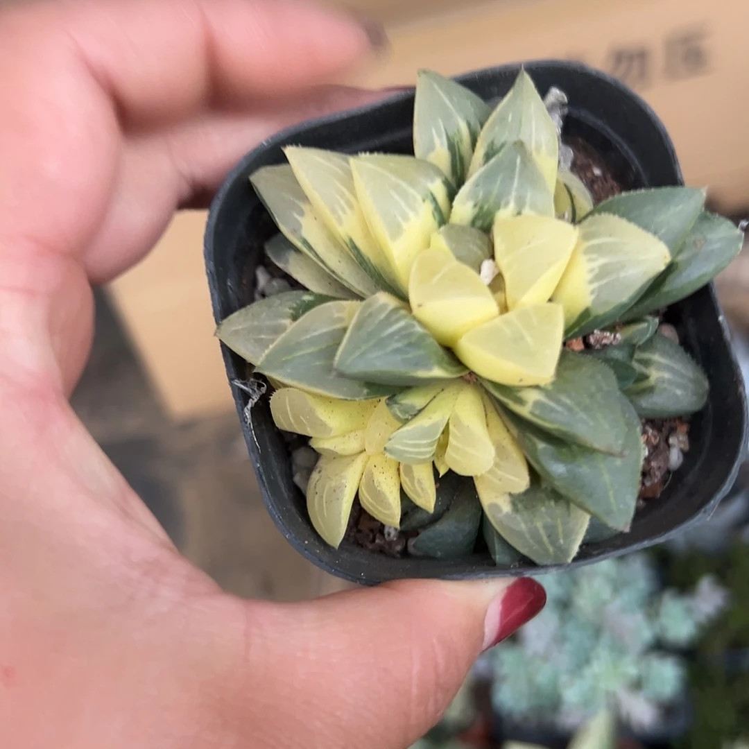 多肉植物姬寿锦单头
