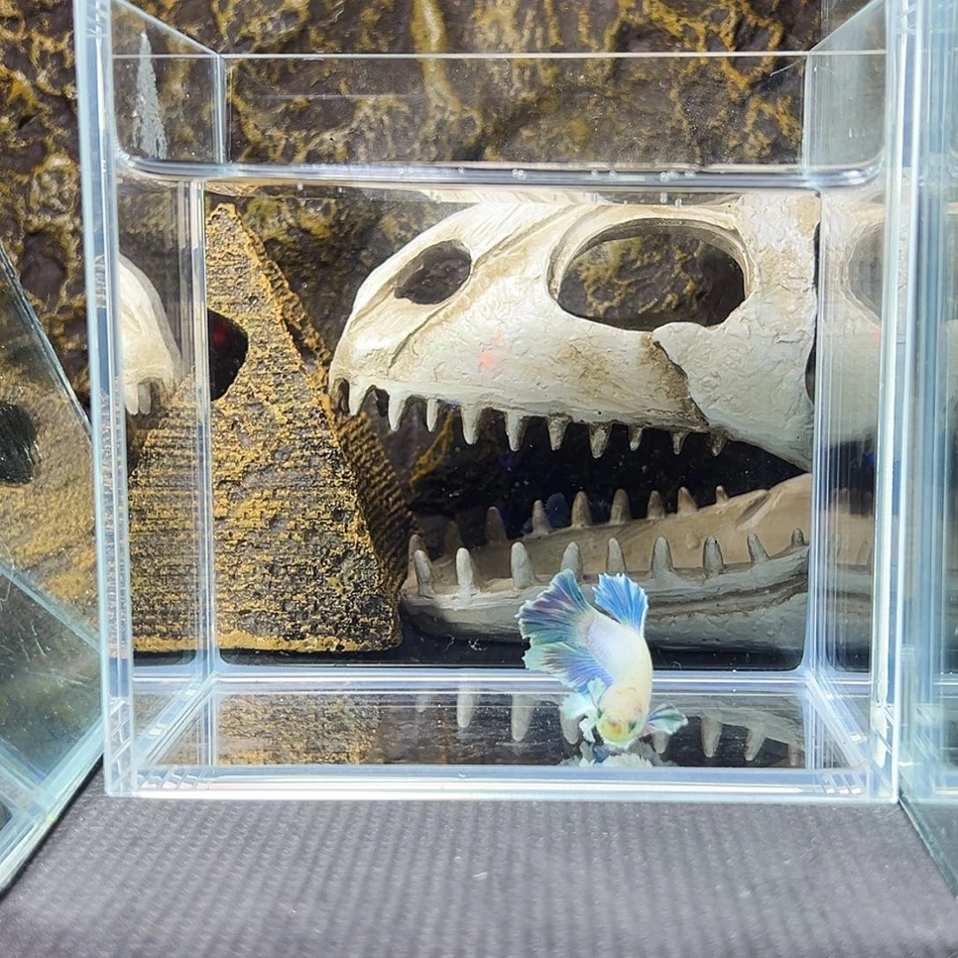 斗鱼精品精品精品精品精品