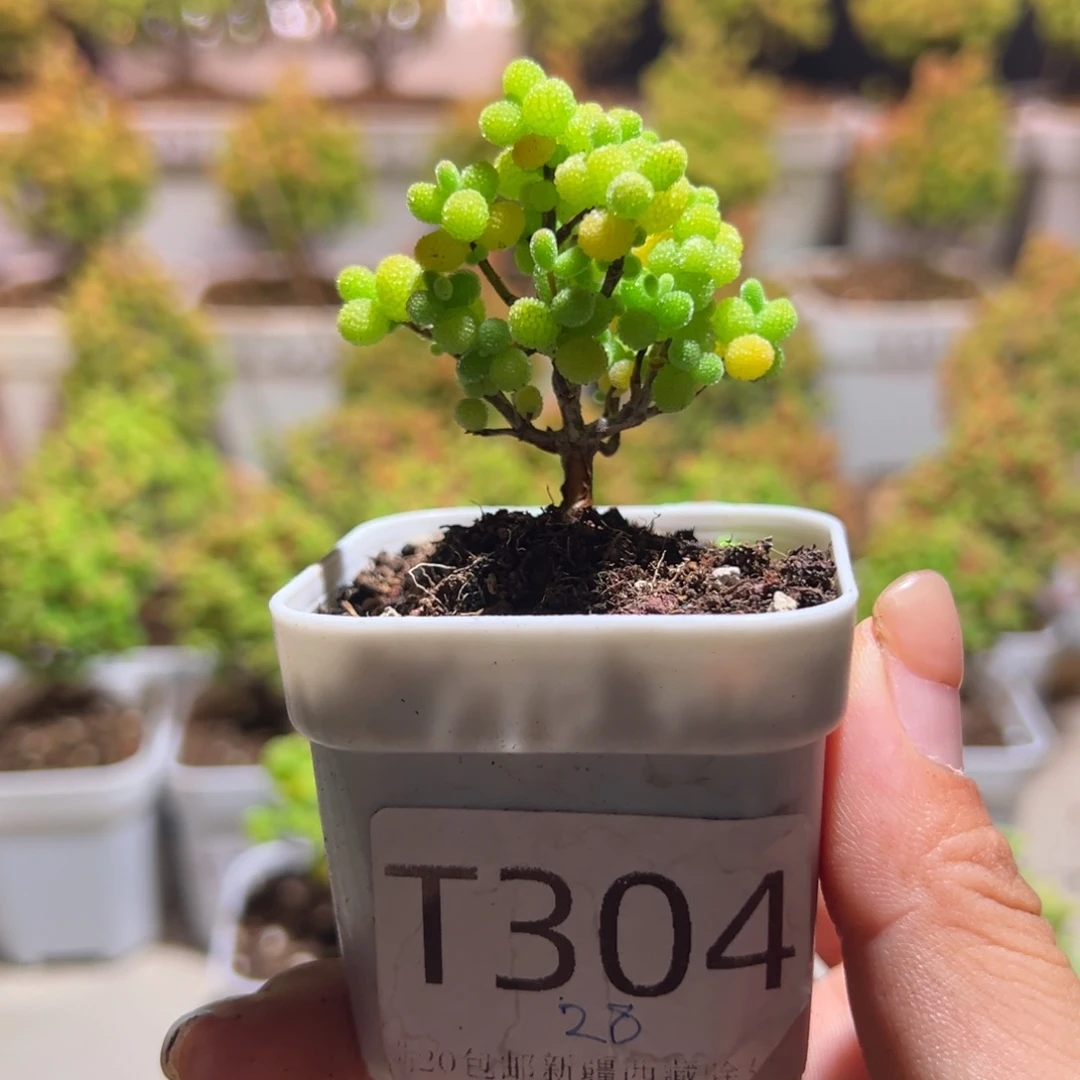 304金桔带盆土发货一物一拍