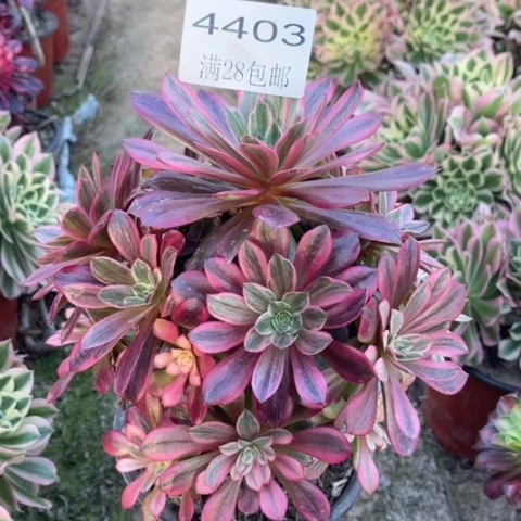 白婚纱多肉多肉4403