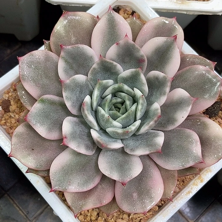 粉艾丽锦多肉植物