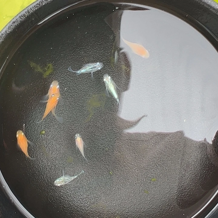 青鳉鱼球体8条竞拍011