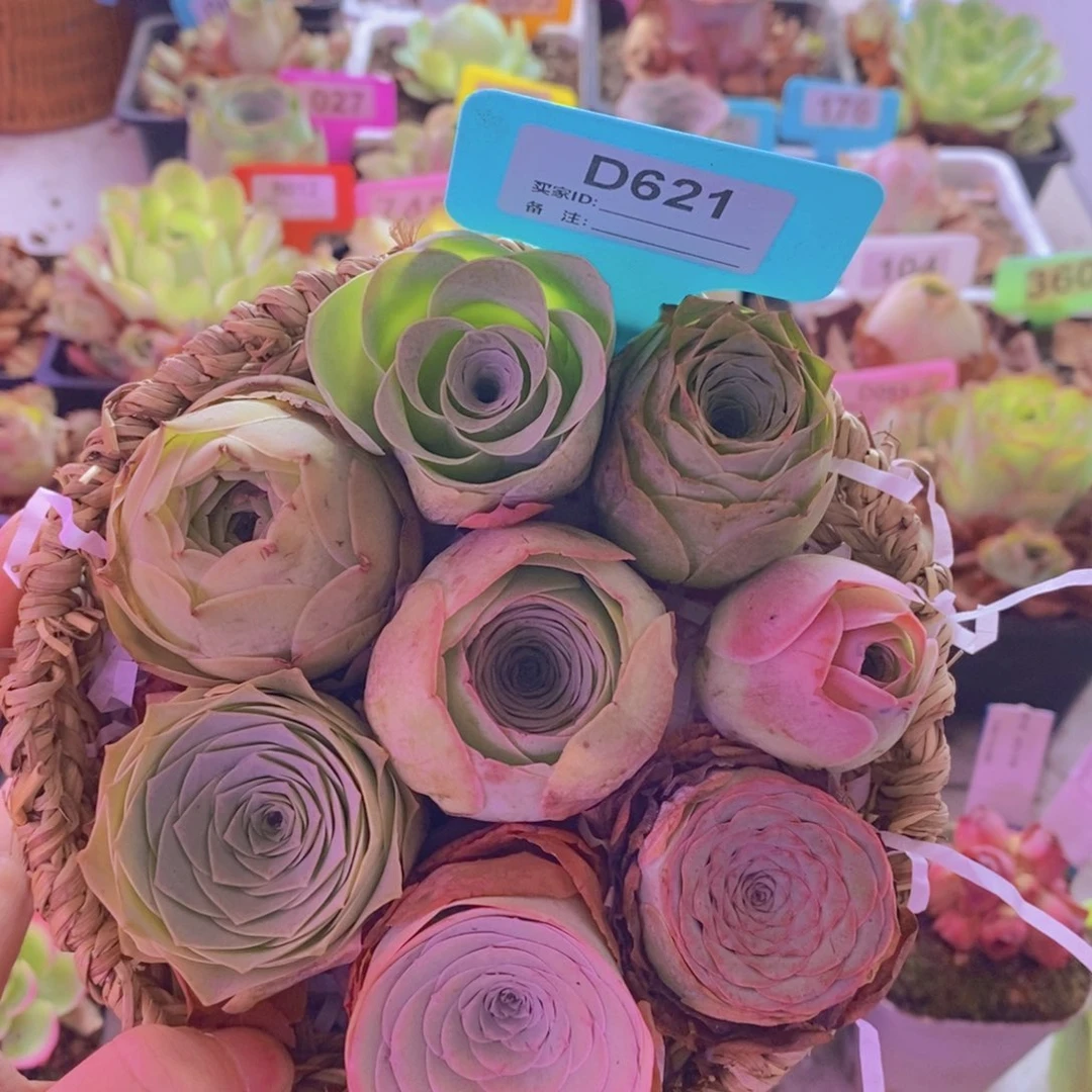 山地玫瑰一物一拍花篮621