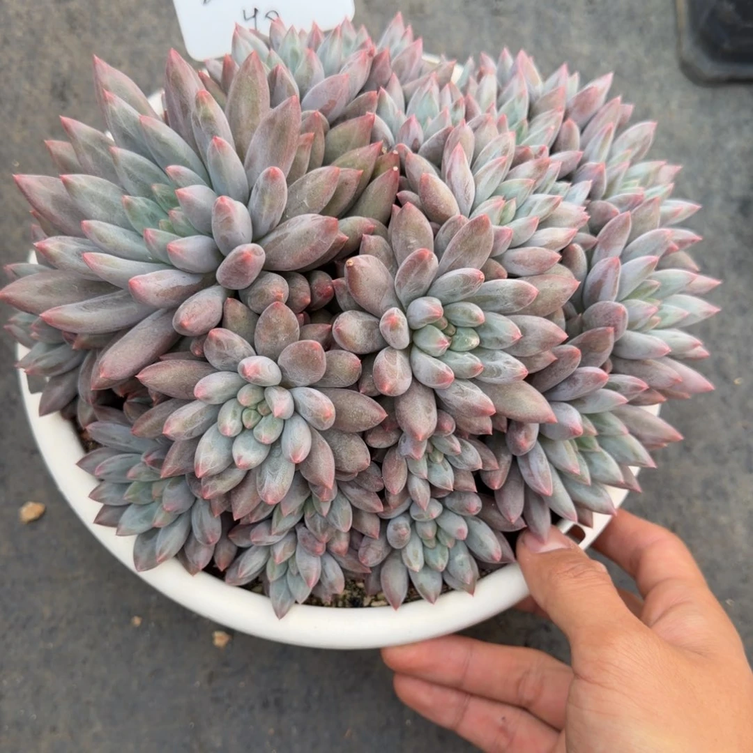 一物一拍水晶球sp大群40