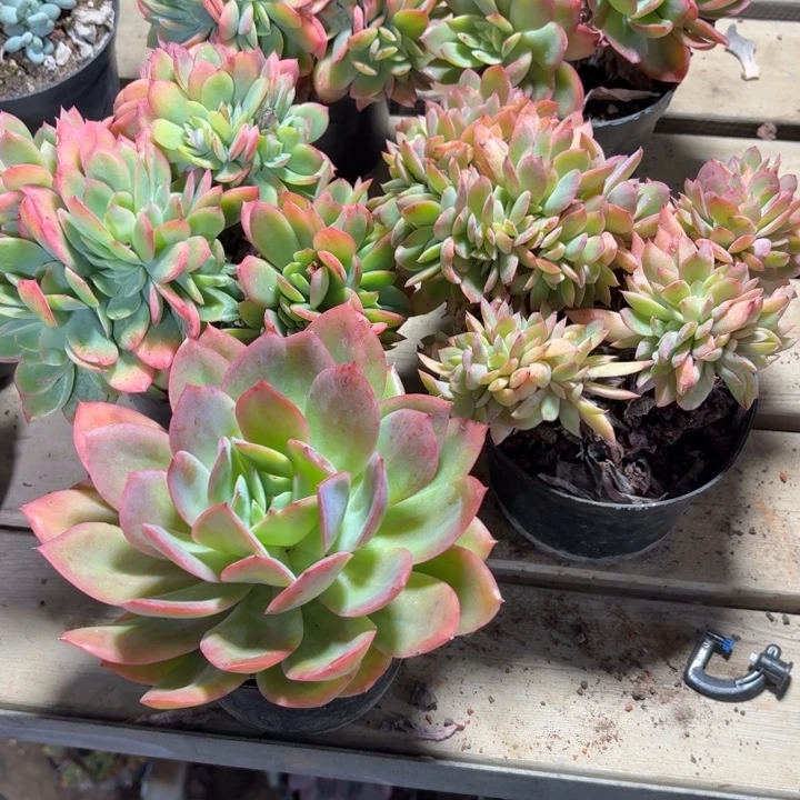 玛***卡多肉植物一物一拍玛卡