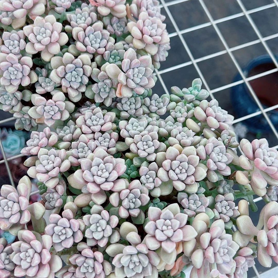 丸叶姬秋丽带盆土