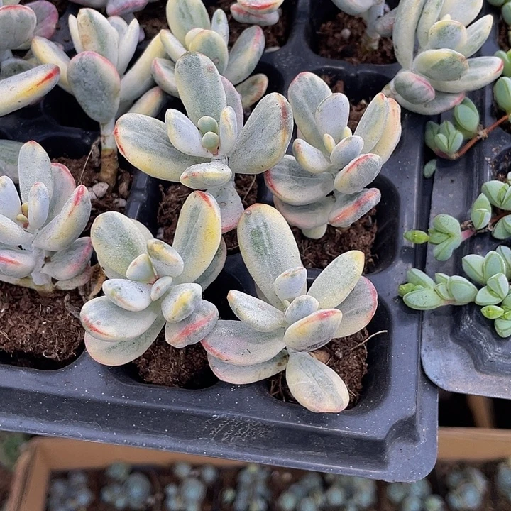 小乒乓锦5.8带土发货