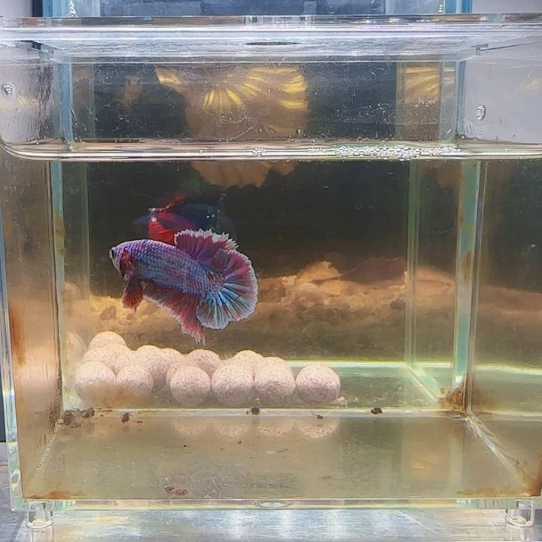 斗鱼活体观赏鱼耐活好养