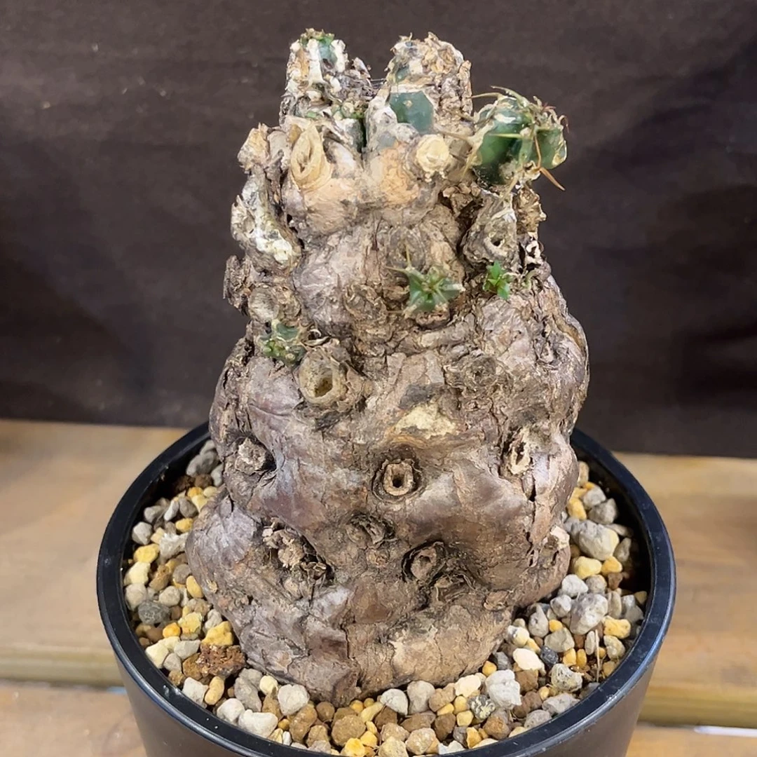 潮流植物 火山大戟