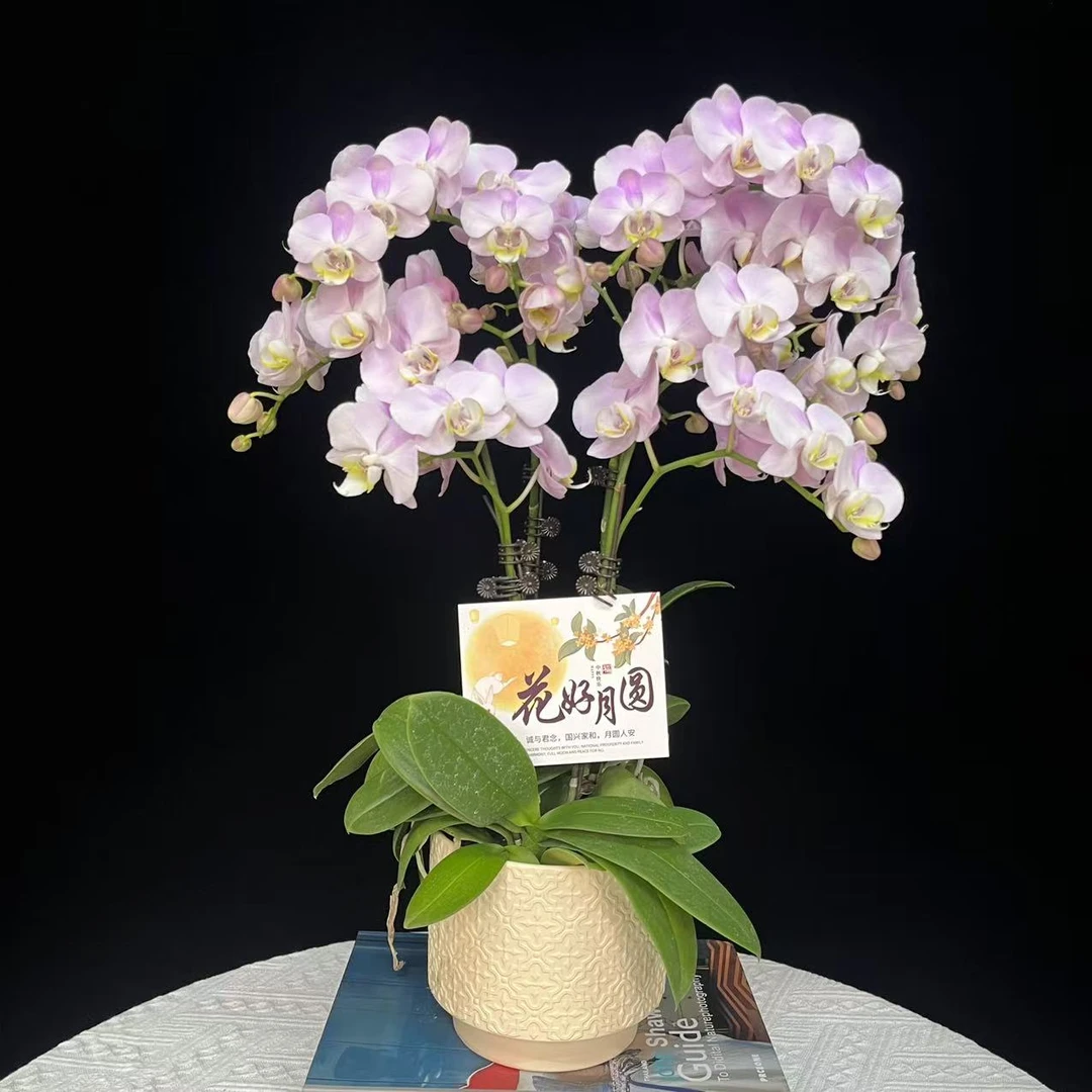 蝴蝶兰【天使】欧品粉色系蝴蝶兰鲜花室内送礼高端花卉