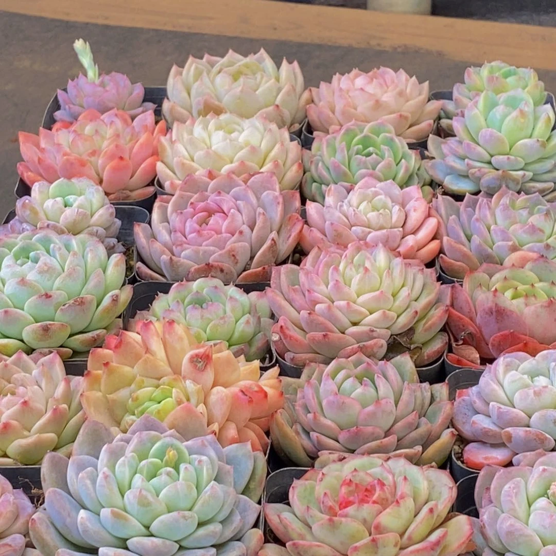 267多肉植物保护研究所所长的介绍