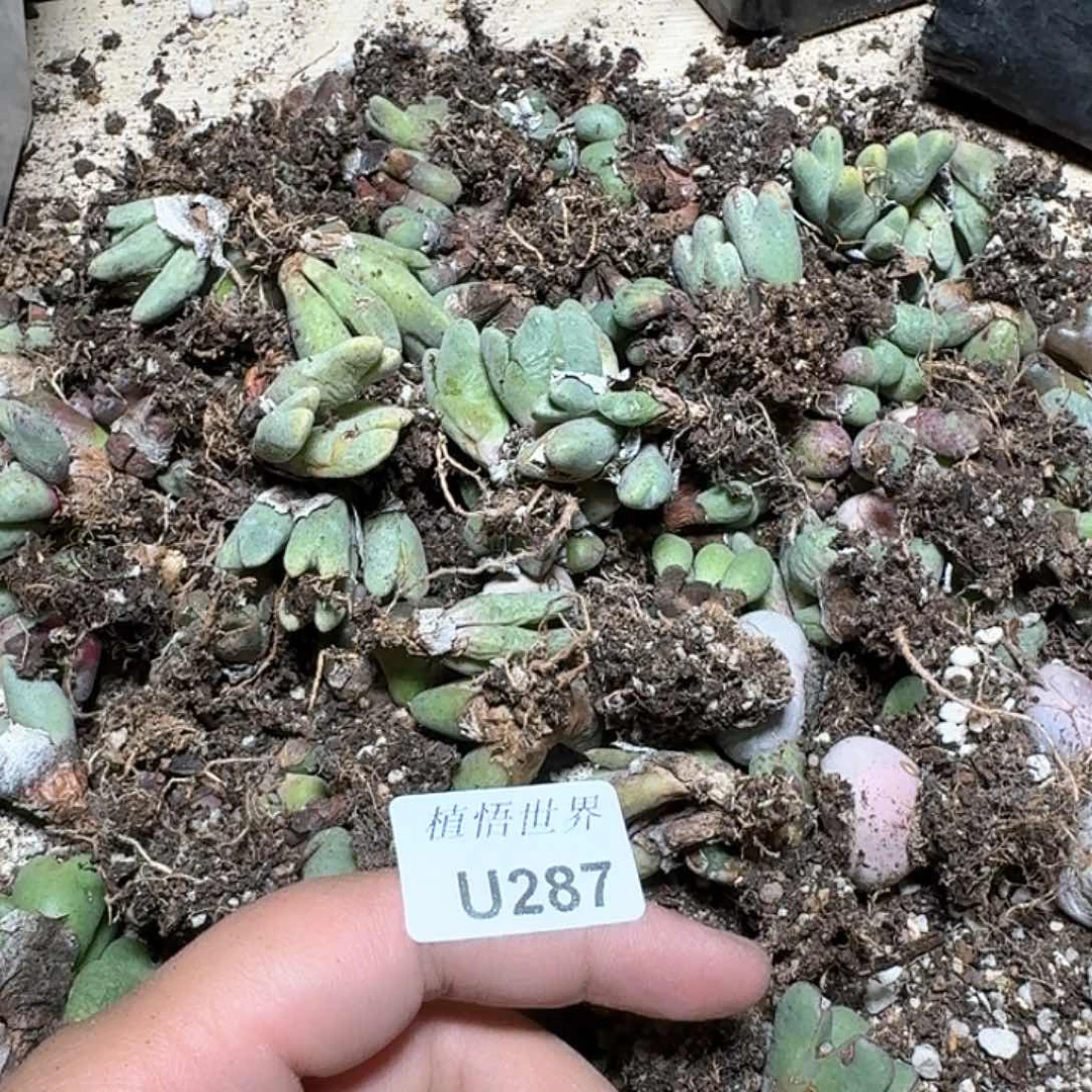 木*287盒多肉植物哇f f v