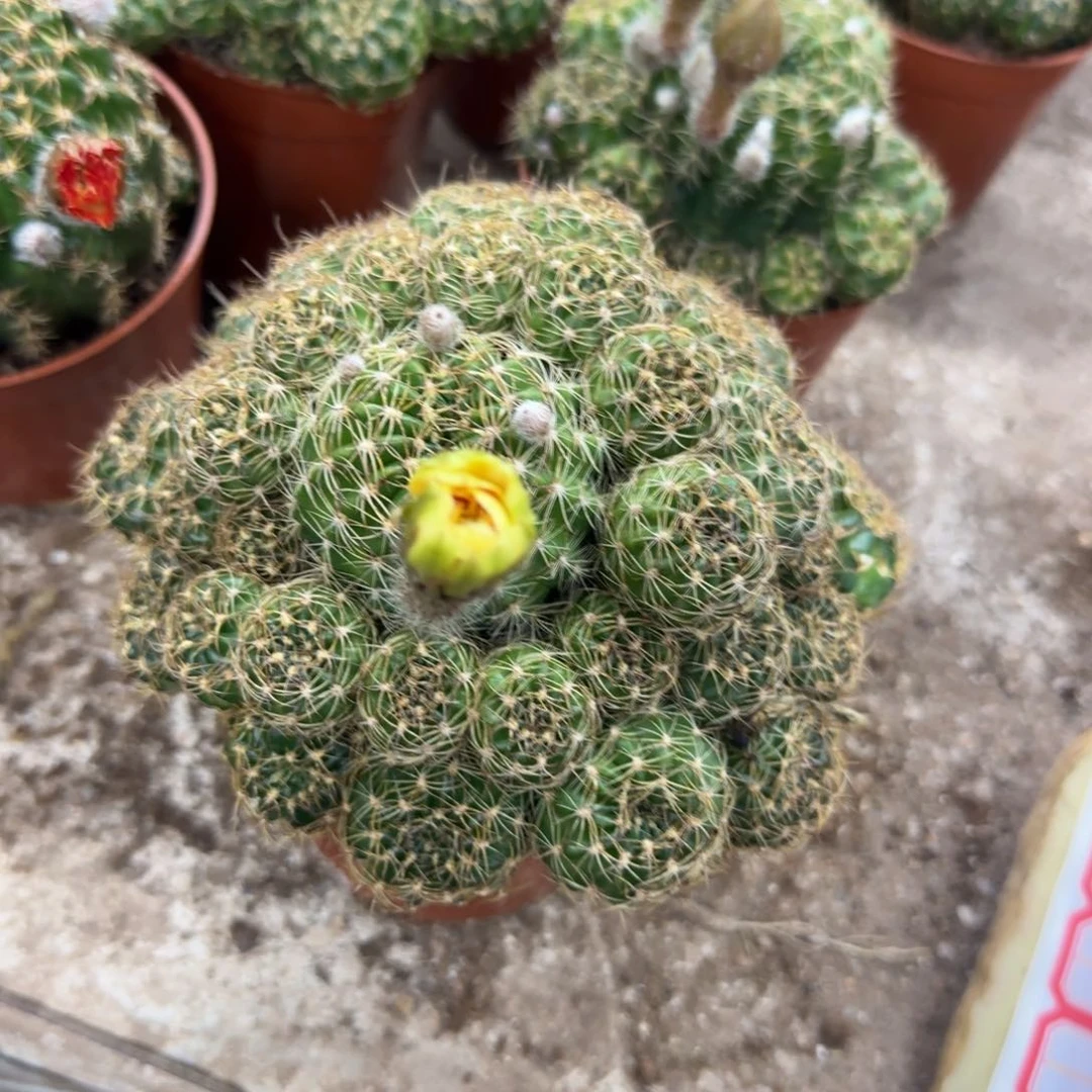 @***?哈哈哈哈哈哈哈