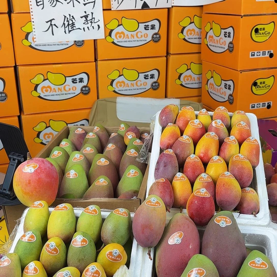 金煌芒云南元江正宗小金凤