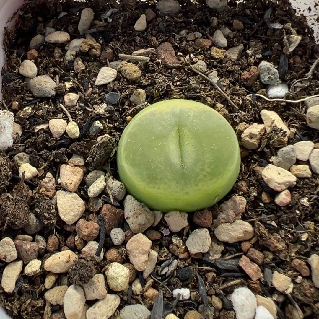 611欧泡带盆土发货