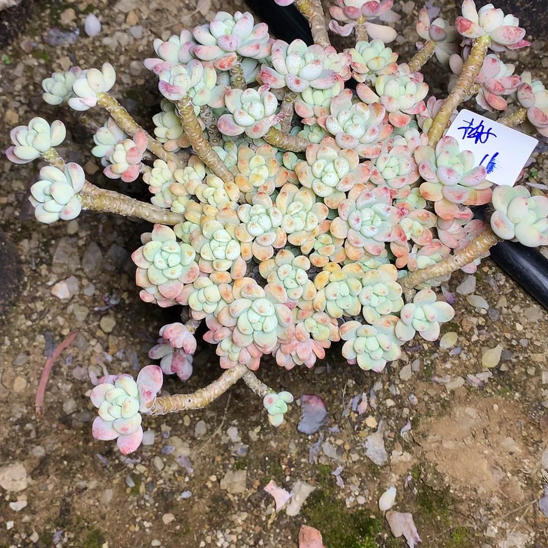 柚***⊙罗奇多肉一物一拍