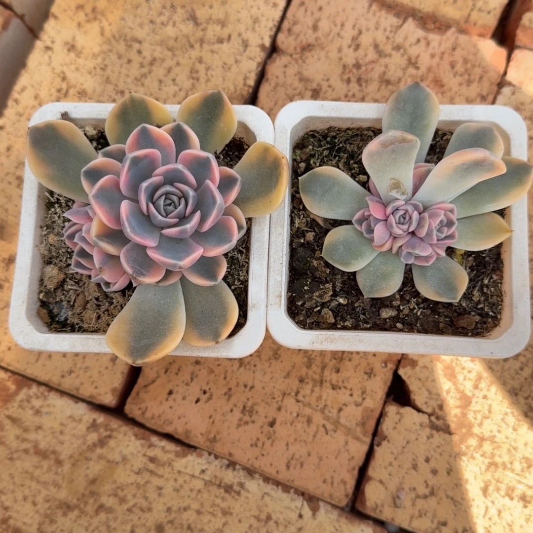 ℡****汉堡锦底座锦上园艺一物一拍