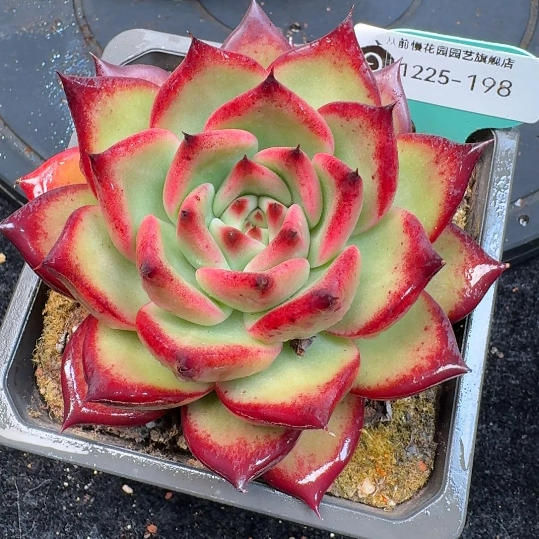 从前慢多肉精选编号1225.198