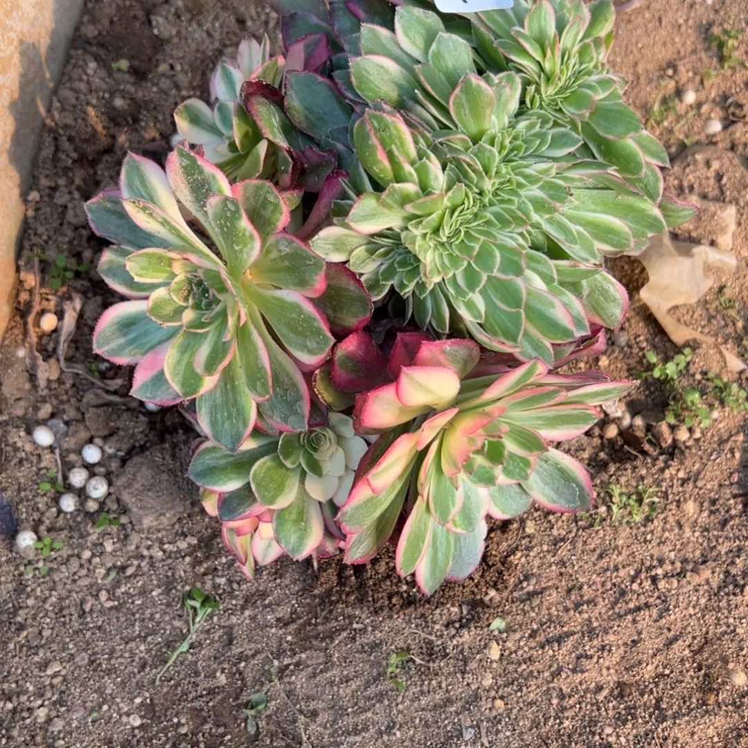 108黑魔锦缀多肉植物山东发