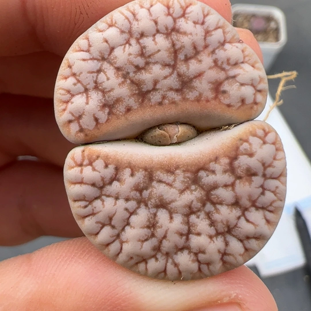 8.14好看的多肉脱土发货111