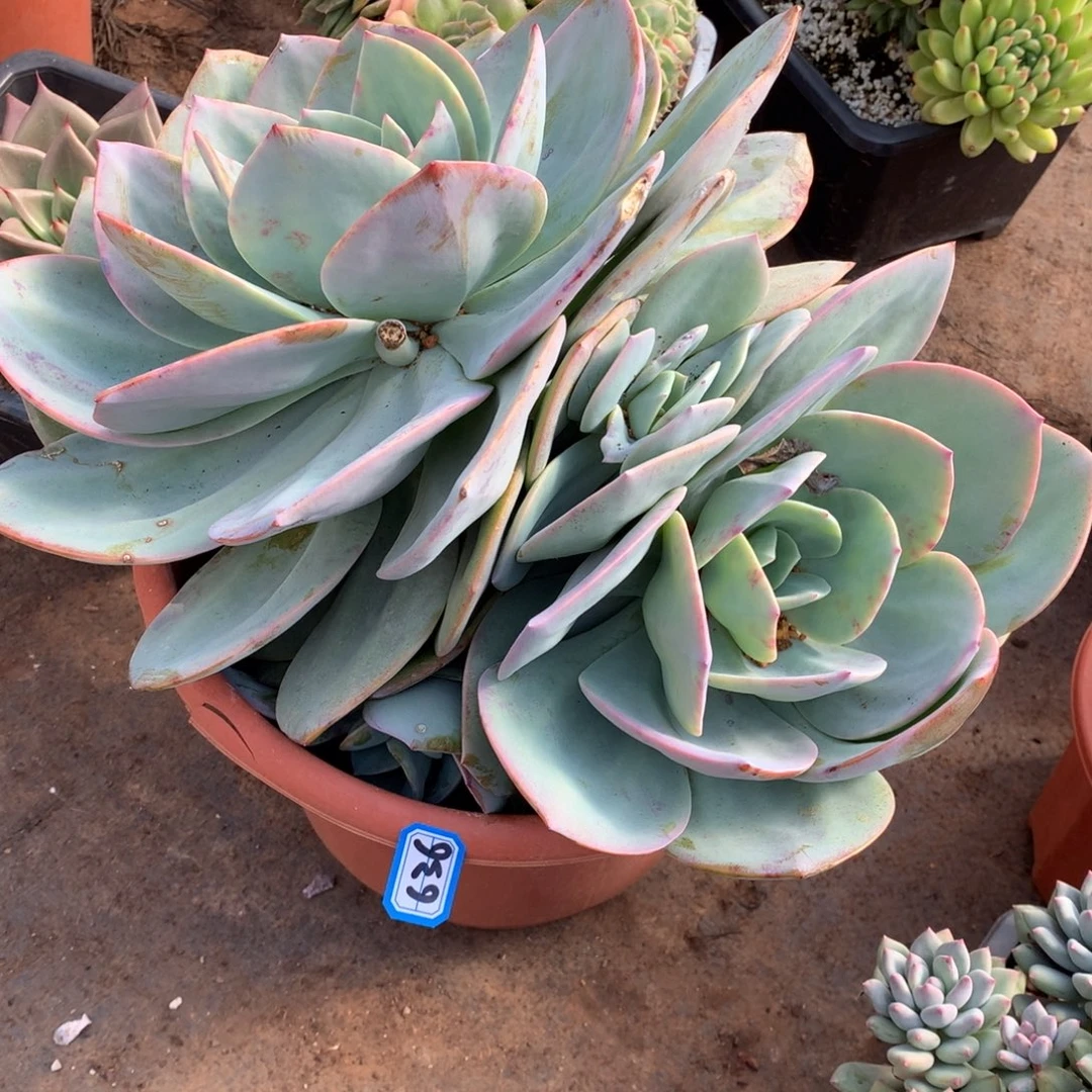 636凤 一物一拍多肉