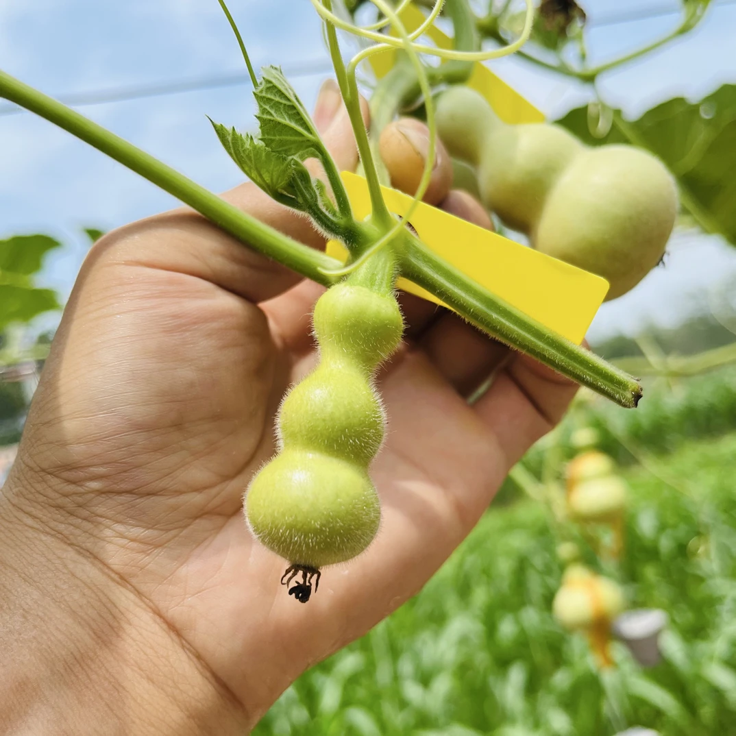 自留自种的粗嘴八宝葫芦种子（对花提纯）五粒起包邮