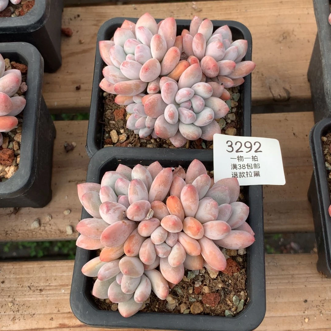 九厘米四头香水两颗3292