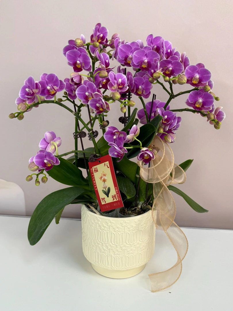 【小汤圆】蝴蝶兰 紫色小花型 四季花 室内花精品 源头基地直