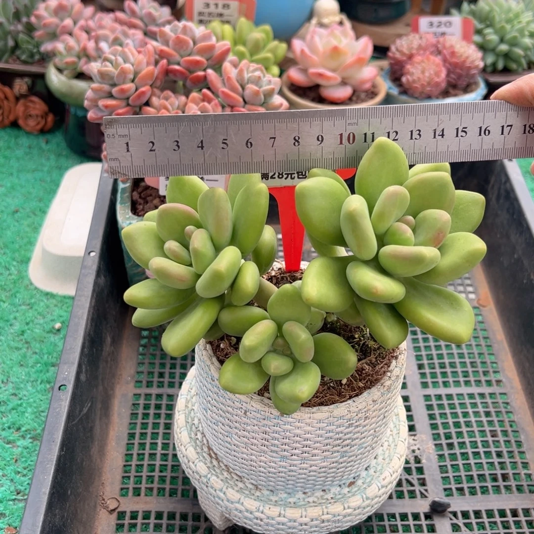 表妹精品多肉植物385.