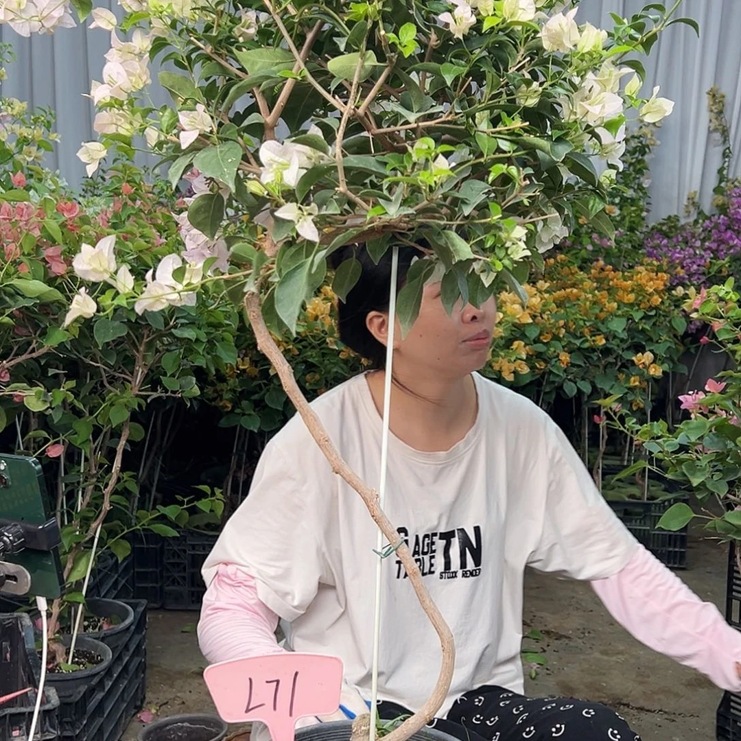 胖***胖大部分花苞少量开放L71苹果花