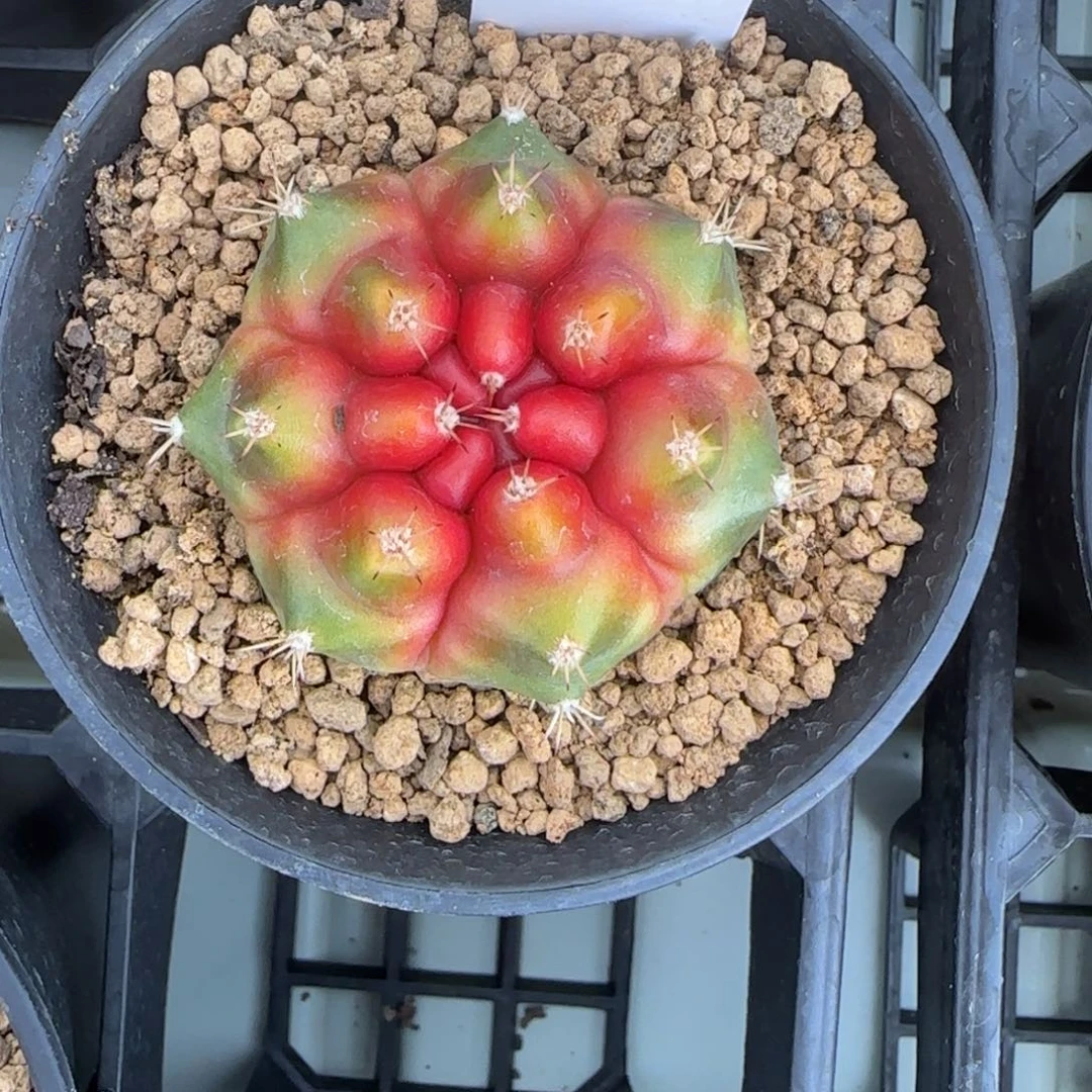 138-0215candy脱土发多肉