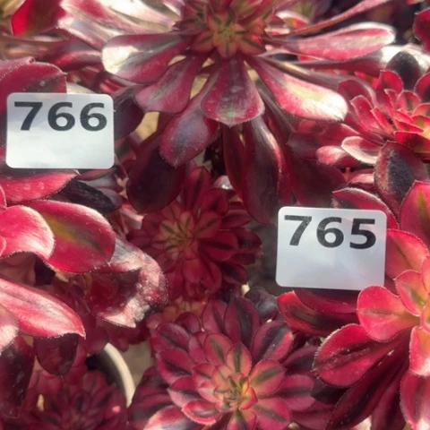 幸****肉法师香奈儿2颗18-23