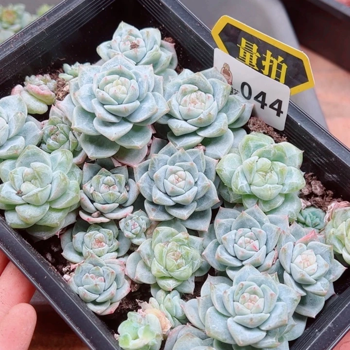 多肉植物多肉植物