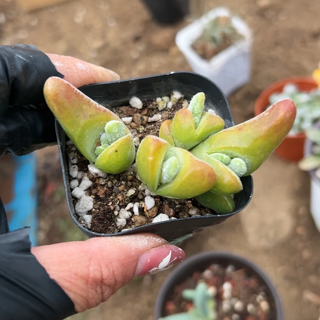 多肉植物大白鲨开花
