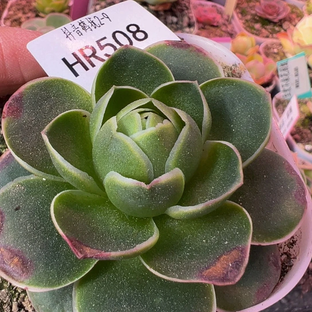 HR508不知名福利伤