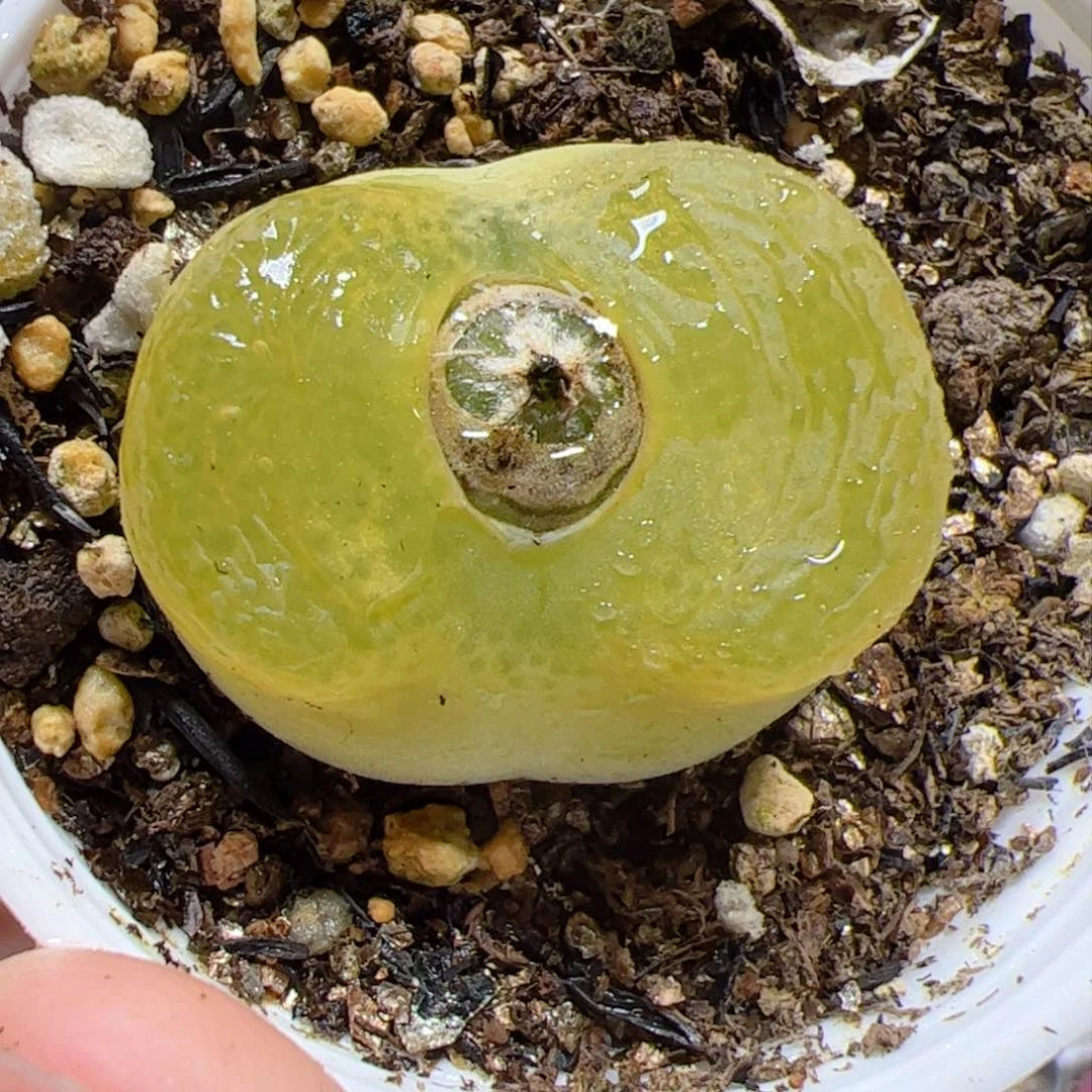 【闪购商品】316 黄色