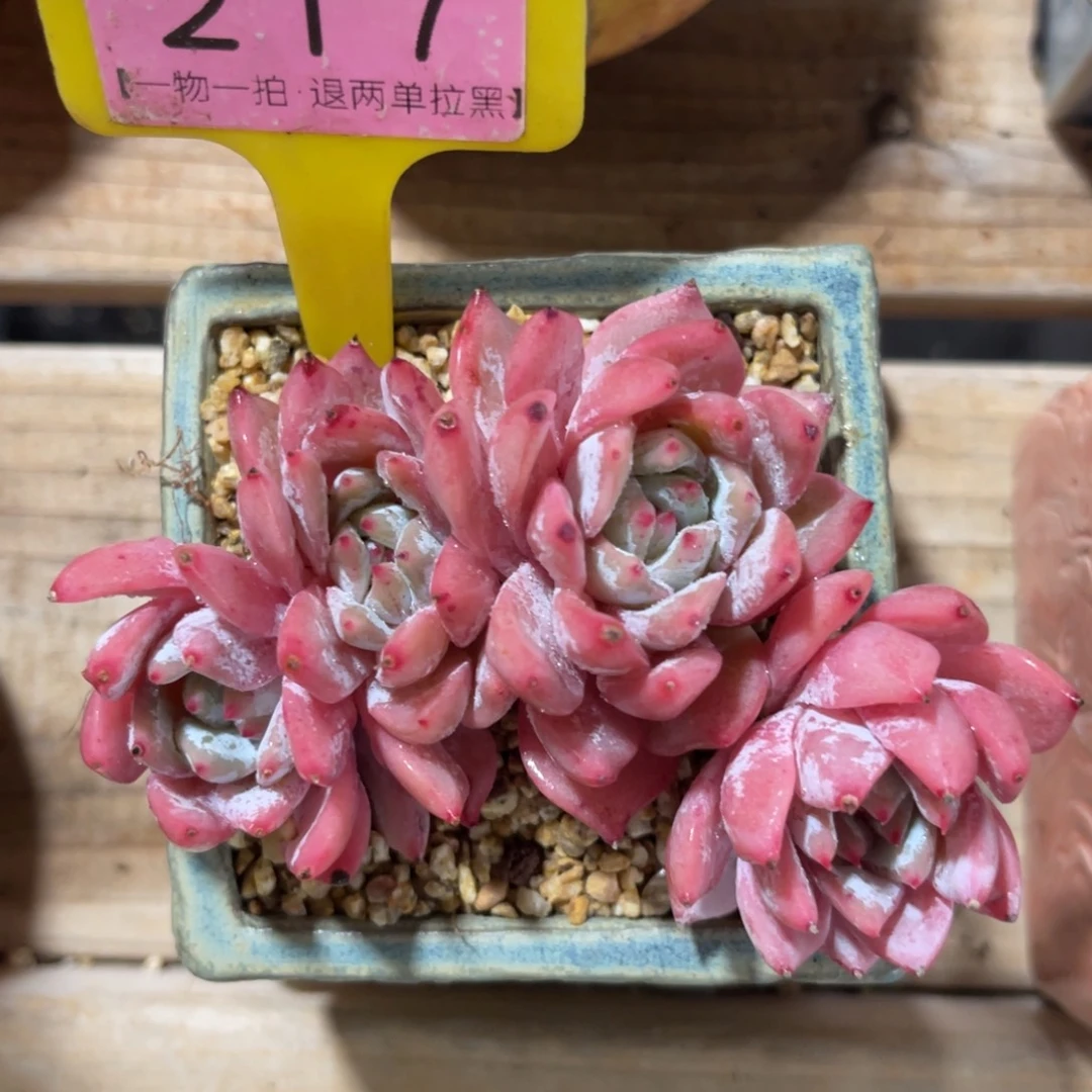 云尘多肉一物一拍不含盆217