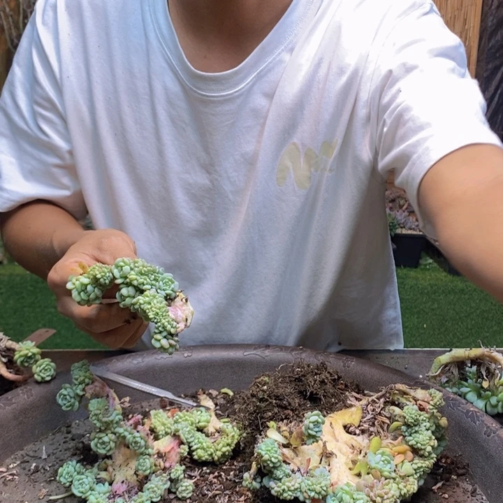 一***子909 号白胖子多肉植物