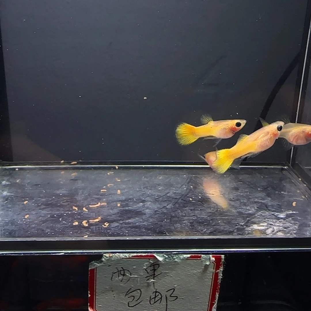 孔雀鱼黄金玻璃猫两对