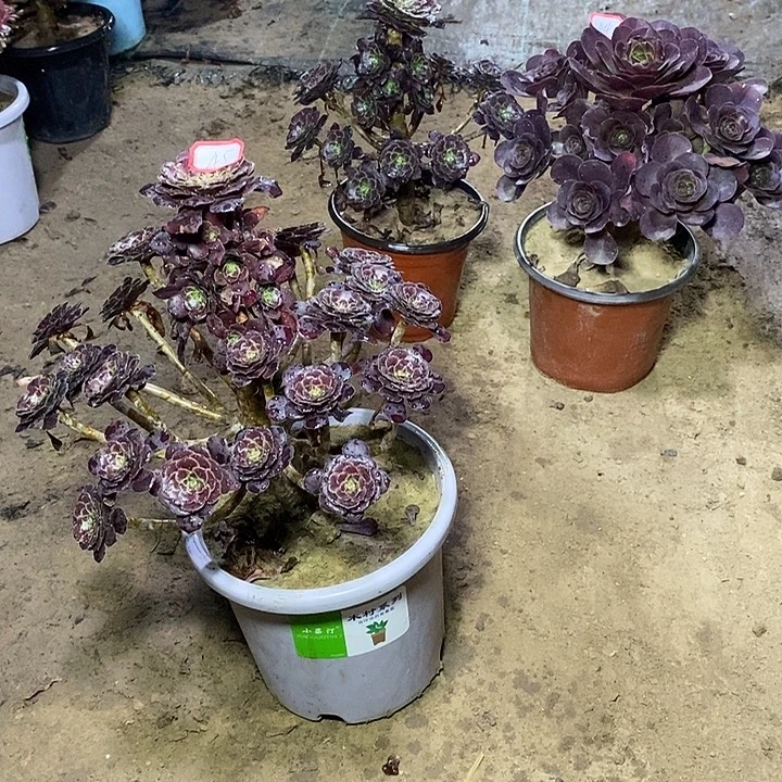 45，黑萝莉多肉法师多肉法师