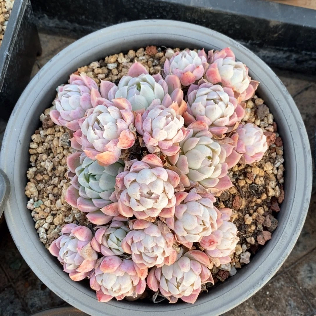 精品多肉一物一拍10